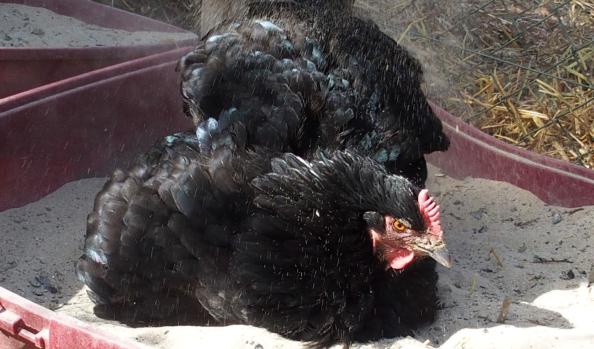 06042015 zoe se pouille 4