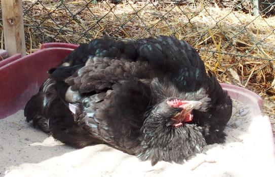 06042015 zoe se pouille 6