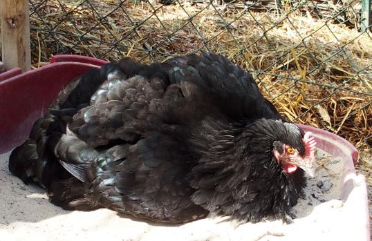 06042015 zoe se pouille 7