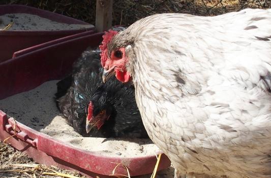 06042015 zoe se pouille et splashie 1