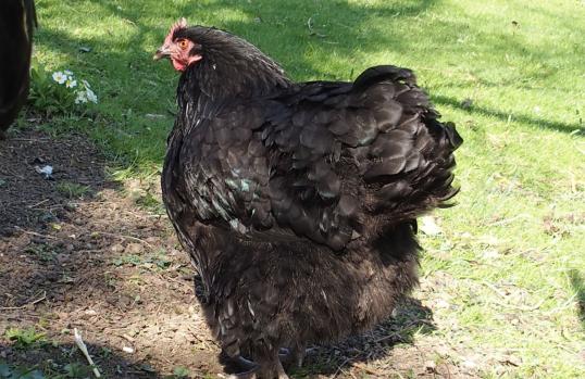 06042015 zoe sort dans le jardin