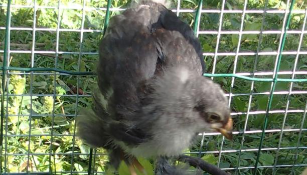 06072015 blackberry poussin croise cochin orpington de 4 semaines 1