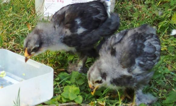 06072015 blueberry et blackberry poussins croises cochin orpington de 4 semaines 1