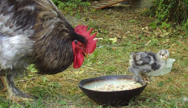 06072015 blueberry poussin cochin orpington et patty coq cochin 1