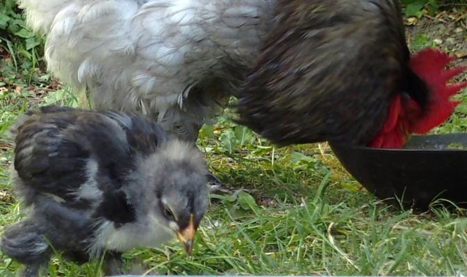 06072015 blueberry poussin croise cochin orpington de 4 semaines