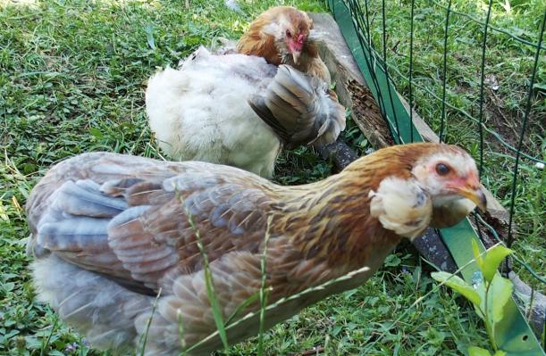 06072015 picatchou et chouppi poules araucana