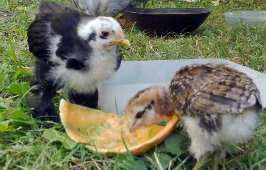 06072015 poussins cochin et araucana 1