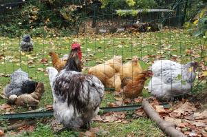 06102010 coq et poules dans le jardin 1