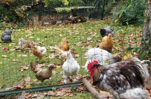 06112015 jardin en automne coq cochin et ses poules