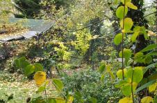 06112015 jardin en automne le poulailler