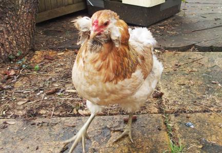 070115 chouppi sur la terrasse