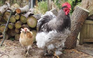 070115 les inseparables 1