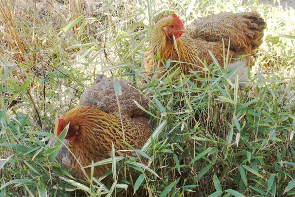 07022015 b2 cochins dans bambous 2