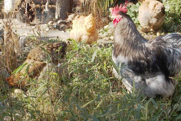 07022015 b2 cochins et patty devant bambous 3