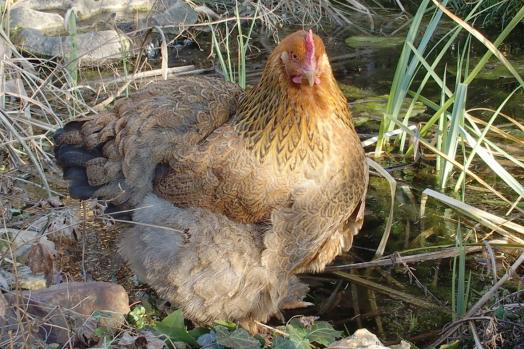 07022015 b3 cochins sur glace 6