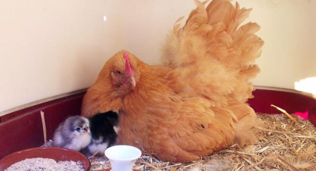 07062015 mimi et deux de ses poussins cochin 1