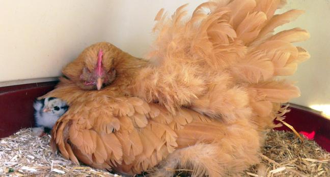 07062015 mimi et un de ses nouveaux nes