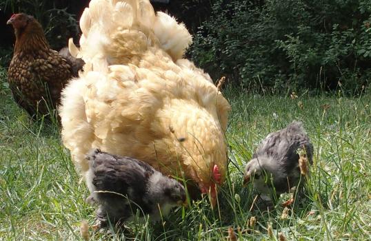 07072015 mimi poule orpington attentive a ses poussins 1