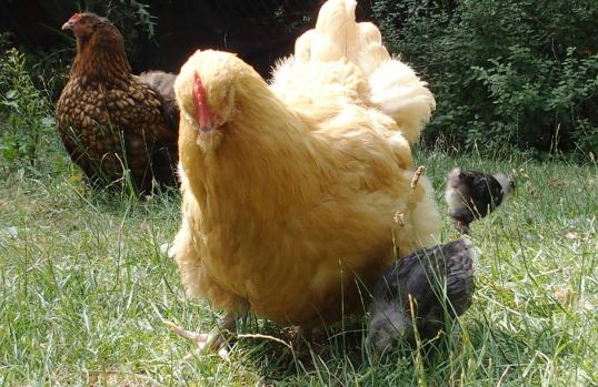 07072015 mimi poule orpington attentive a ses poussins
