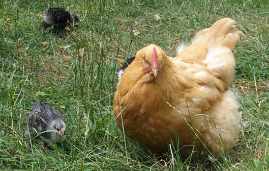 07072015 mimi poule orpington avec ses poussins de 4 semaines