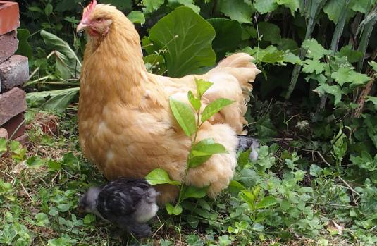 07072015 mimi poule orpington fiere de ses poussins