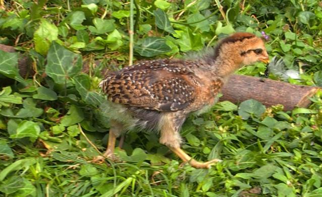 07072015 tac poussin araucana a capture une mouche 1