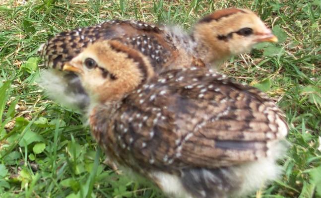 07072015 tic et tac poussins araucana de 3 semaines 2