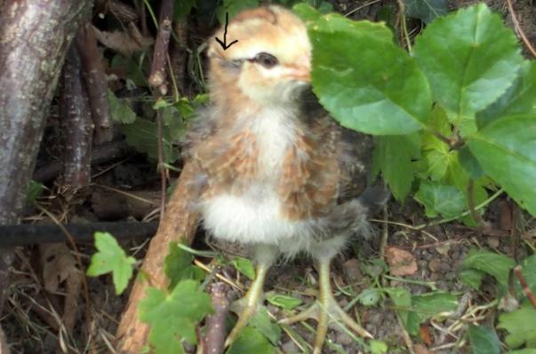 07072015 tic poussin araucana avec un petit toupet a droite 1