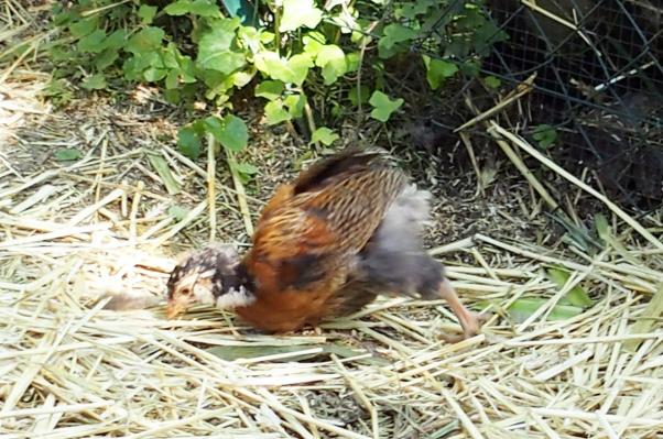 07072016 rouzig a la chasse aux mouches 2