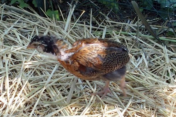 07072016 rouzig a la chasse aux mouches