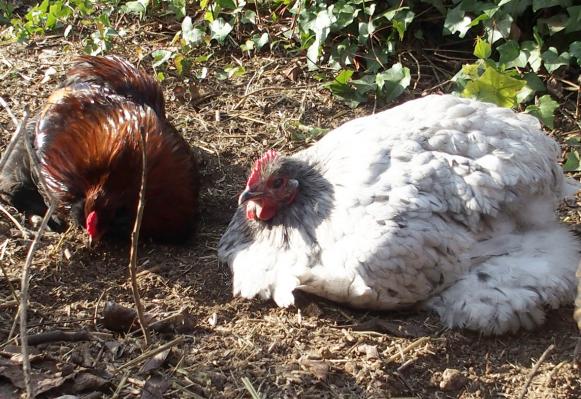 07122015 coq araucana et poule orpington 1