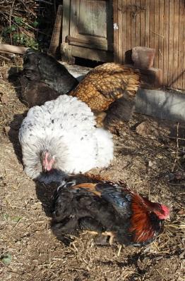 07122015 coq araucana se pouillant avec orpingtons 1