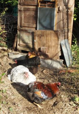 07122015 coq araucana se pouillant avec orpingtons 2