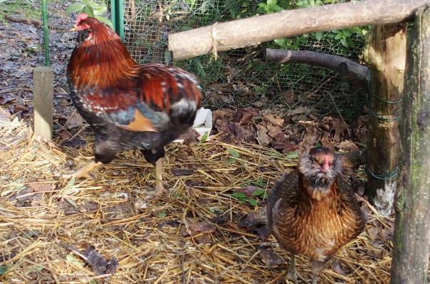 07122015 poule et coq araucana
