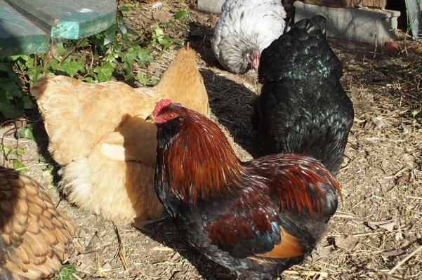 07122015 tac et poules orpington 2