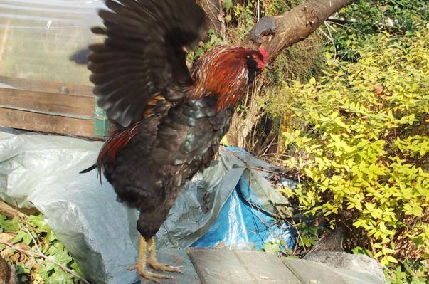 07122015 tac perche battant des ailes 1