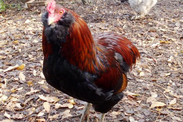 07122016 tac coq araucana