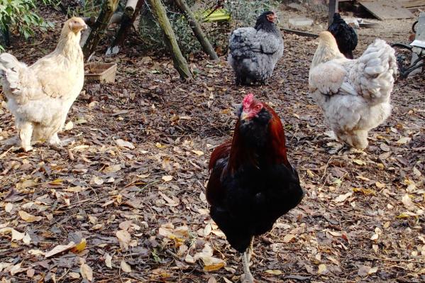 07122016 tac et les 2 jeunes brahma