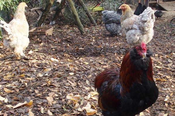 07122016 tac et les poulettes brahma