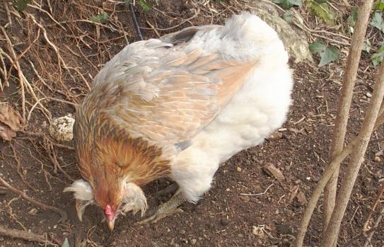 08022015 a choupii picore trou