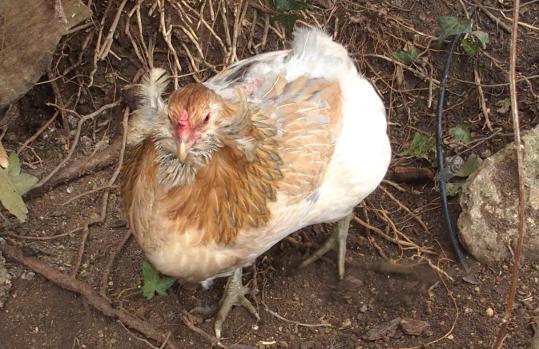 08022015 a chouppi gratte 1