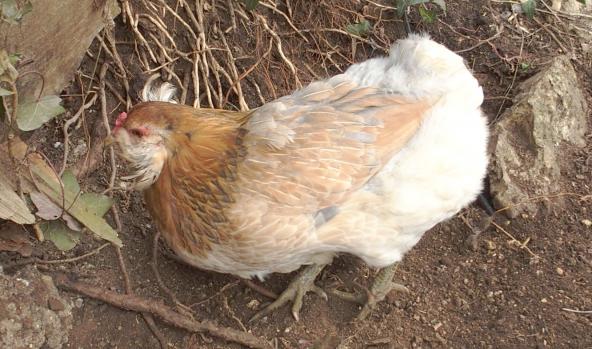 08022015 a chouppi gratte 2