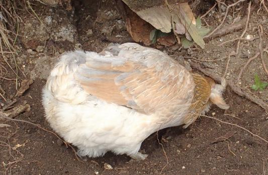 08022015 a chouppi picore dans terre