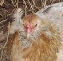 08022015 a chouppi portrait