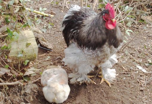 08022015 a patty a fini chouppi creuse