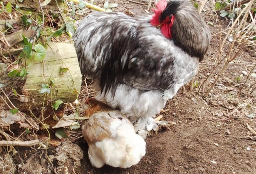 08022015 a patty fait sa toilette et chouppi