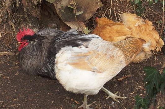 08022015 a patty se pouille avec mimi 2