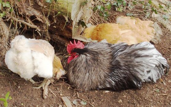 08022015 a patty se pouille avec smoothie