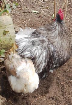 08022015 a patty se pouille et chouppi 2