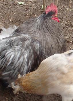 08022015 a patty se pouille et chouppi portrait